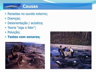 Causas
 Parasitas no ouvido externo;
 Doenças;
 Desorientação / acústica;
 Teoria “siga o líder”;
 Poluição;
 Testes com sonares;
 