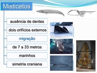 Misticetos

  ausência de dentes




                            Ignacio Moreno/GEMARS
  dois orifícios externos

        migração




                            Ignacio Moreno/GEMARS
    de 7 a 33 metros

        marinhos



                            Ignacio Moreno/GEMARS
    simetria craniana
 
