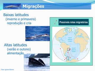 Migrações
   Baixas latitudes
       (inverno e primavera)        Rotas migratórias das baleias
        reprodução e cria           desde a Antártica migratórias
                                     Possíveis rotas até o Brasil




     Altas latitudes
         (verão e outono)
                                    ?         ?
         alimentação



Fotos: Ignacio Moreno
 