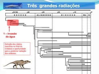 Três grandes radiações




1 – invasão
  da água

 Extinção dos répteis
 marinhos no final do
 Cretáceo e oportunidade
 para a posterior radiação
 dos cetáceos.
 