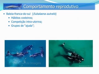 Comportamento reprodutivo
 Baleia-franca-do-sul (Eubalaena autralis)
     Hábitos costeiros;
     Competição intra-uterina;
     Grupos de “ajuda”;
 