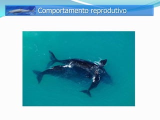 Comportamento reprodutivo
 