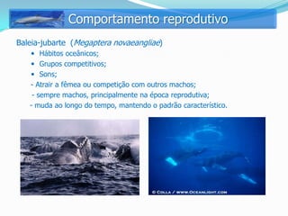 Comportamento reprodutivo
Baleia-jubarte (Megaptera novaeangliae)
    Hábitos oceânicos;
    Grupos competitivos;
    Sons;
   - Atrair a fêmea ou competição com outros machos;
    - sempre machos, principalmente na época reprodutiva;
   - muda ao longo do tempo, mantendo o padrão característico.
 