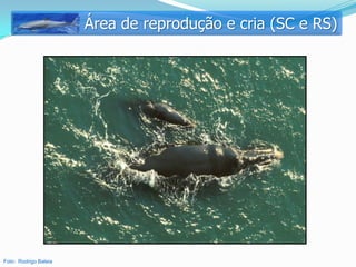 Área de reprodução e cria (SC e RS)




Foto: Rodrigo Baleia
 