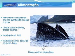Alimentação


 Alimentam-se engolfando
    enorme quantidade de água
    e presa.

 Cerdas bucais menores,
    presas maiores.

 Hemisfério sul: krill

 Hemisfério norte: peixes de
    cardume, lulas.



                            Sulcos ventrais distendidos
Foto: Ignacio Moreno
 