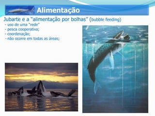 Alimentação
Jubarte e a “alimentação por bolhas” (bubble feeding)
- uso de uma “rede”
- pesca cooperativa;
- coordenação;
- não ocorre em todas as áreas;
 