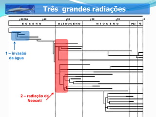 Três grandes radiações




1 – invasão
  da água




        2 – radiação de
            Neoceti
 