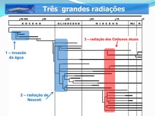 Três grandes radiações



                               3 – radiação dos Cetáceos atuais


1 – invasão
  da água




        2 – radiação de
            Neoceti
 