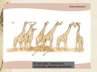 Os mais aptos sobrevivem e
reproduzem, deixando semelhantes
        Professora Ionara Urrutia Moura   10
 