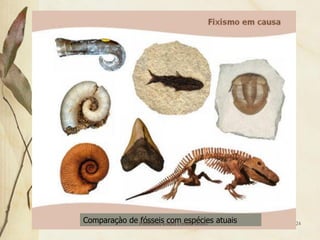 Comparaçào de Professora Ionara Urrutia Moura atuais
              fósseis com espécies                     24
 