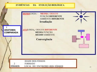 EVIDÊNCIAS     DA    EVOLUÇÃO BIOLÓGICA



              HOMOLOGIA –     MESMA ORIGEM
                              FUNÇÃO DIFERENTE
                              AMBIENTE DIFERENTE
                              Irradiação

 1
ANATOMIA      ANALOGIA- ORIGEM DIFERENTE
COMPARADA               MESMA FUNÇÃO
                        MESMO AMBIENTE

                            Convergência




               IDADE DOS FÓSSEIS
      2        FORMATO
    FÓSSEIS    LOCAL DO ENCONTRO Ionara Urrutia Moura
                             Professora DOS FÓSSEIS     25
 