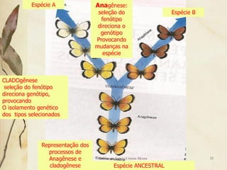 Espécie A               Anagênese:
                                    seleção do                        Espécie B
                                     fenótipo
                                    direciona o
                                     genótipo
                                   Provocando
                                   mudanças na
                                      espécie



CLADOgênese
 seleção do fenótipo
direciona genótipo,
provocando
O isolamento genético
dos tipos selecionados




               Representação dos
                 processos de
                 Anagênese e        Professora Ionara Urrutia Moura               33

                  cladogênese                Espécie ANCESTRAL
 