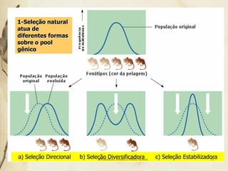 1-Seleção natural
atua de
diferentes formas
sobre o pool
gênico




a) Seleção Direcional   b) Seleção Diversificadora
                                Professora Ionara Urrutia Moura   c) Seleção Estabilizadora
                                                                                        35
 
