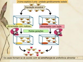 2-Uma espécie é uma unidade genéticamente isolada

                     População ancestral




   Alimentados com maltose           Alimentados com ração

                         Muitas gerações




Os casais formam-se de acordo com as semelhanças de preferência alimentar
                                 Professora Ionara Urrutia Moura            36
 