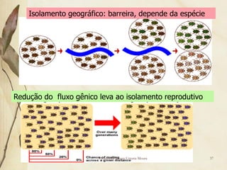 Isolamento geográfico: barreira, depende da espécie




Redução do fluxo gênico leva ao isolamento reprodutivo




                        Professora Ionara Urrutia Moura   37
 