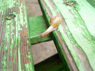 Professora Ionara Urrutia Moura   41
 