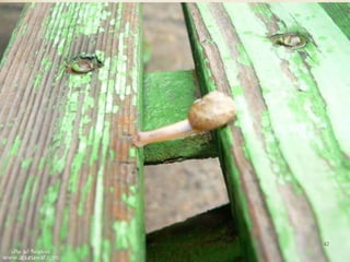 Professora Ionara Urrutia Moura   42
 