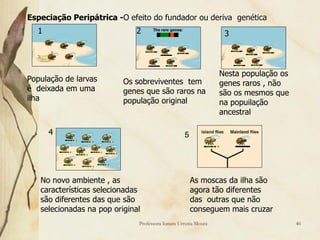 Especiação Peripátrica -O efeito do fundador ou deriva genética
  1                          2                                   3




                                                                Nesta população os
População de larvas       Os sobreviventes tem                  genes raros , não
é deixada em uma          genes que são raros na                são os mesmos que
ilha                      população original                    na popuilação
                                                                ancestral

      4                                           5




   No novo ambiente , as                              As moscas da ilha são
   características selecionadas                       agora tão diferentes
   são diferentes das que são                         das outras que não
   selecionadas na pop original                       conseguem mais cruzar
                              Professora Ionara Urrutia Moura                        46
 