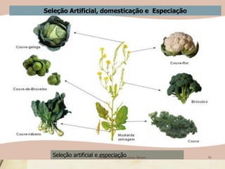 Seleção Artificial, domesticação e Especiação




  Seleção artificial e Professora Ionara Urrutia Moura
                        especiação                       56
 