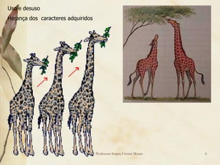 Uso e desuso
Herança dos caracteres adquiridos




                                    Professora Ionara Urrutia Moura   6
 