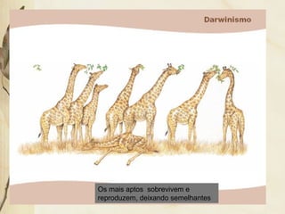 Os mais aptos sobrevivem e 
reproduzem, deixando semelhantes 
 