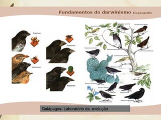 Galápagos- Laboratório da evolução 
 