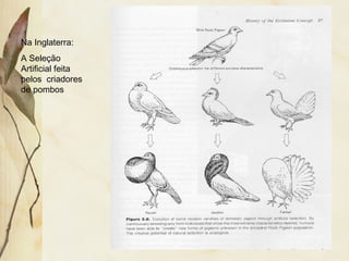 Na Inglaterra: 
A Seleção 
Artificial feita 
pelos criadores 
de pombos 
 