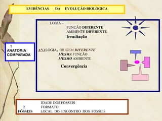 EVIDÊNCIAS DA EVOLUÇÃO BIOLÓGICA 
HOMOLOGIA – MESMA ORIGEM 
FUNÇÃO DIFERENTE 
AMBIENTE DIFERENTE 
Irradiação 
ANALOGIA- ORIGEM DIFERENTE 
MESMA FUNÇÃO 
MESMO AMBIENTE 
Convergência 
1 
ANATOMIA 
COMPARADA 
IDADE DOS FÓSSEIS 
2 FORMATO 
FÓSSEIS LOCAL DO ENCONTRO DOS FÓSSEIS 
 