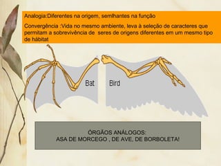Analogia:Diferentes na origem, semlhantes na função 
Convergência :Vida no mesmo ambiente, leva à seleção de caracteres que 
permitam a sobrevivência de seres de origens diferentes em um mesmo tipo 
de hábitat 
ÓRGÃOS ANÁLOGOS: 
ASA DE MORCEGO , DE AVE, DE BORBOLETA! 
 