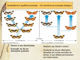 Gradualismo e equilíbrio pontuado - Os caminhos da evolução biológica 
Darwin e neo Darwinistas: 
Evolução se dá por 
alterações graduais 
Stephen Jay Gould e outros: 
Evolução se dá por alterações 
abruptas em curtos períodos de 
tempo, e seu efeitos permanecem 
por muito tempo 
 