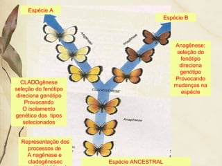 Espécie B 
Espécie A 
Representação dos 
processos de 
A nagênese e 
cladogênesec 
Anagênese: 
seleção do 
fenótipo 
direciona 
genótipo 
Provocando 
mudanças na 
espécie 
CLADOgênese 
seleção do fenótipo 
direciona genótipo 
Provocando 
O isolamento 
genético dos tipos 
selecionados 
Espécie ANCESTRAL 
 