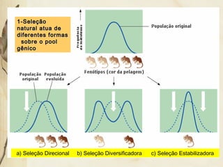 11--SSeelleeççããoo 
nnaattuurraall aattuuaa ddee 
ddiiffeerreenntteess ffoorrmmaass 
ssoobbrree oo ppooooll 
ggêênniiccoo 
a) Seleção Direcional b) Seleção Diversificadora c) Seleção Estabilizadora 
 