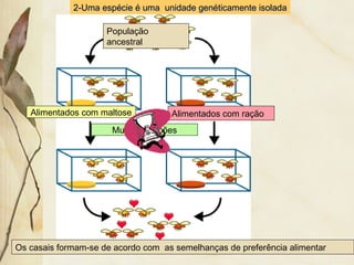 22--UUmmaa eessppéécciiee éé uummaa uunniiddaaddee ggeennééttiiccaammeennttee iissoollaaddaa 
População 
ancestral 
Alimentados com maltose Alimentados com ração 
Muitas gerações 
Os casais formam-se de acordo com as semelhanças de preferência alimentar 
 