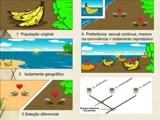 1 População original 
2 Isolamento geográfico 
3 Seleção diferencial 
4 Preferência sexual continua, mesmo 
na convivência = isolamento reprodutivo 
 