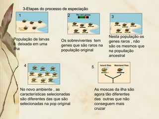 33--EEttaappaass ddoo pprroocceessssoo ddee eessppeecciiaaççããoo 
1 2 3 
Os sobreviventes tem 
genes que são raros na 
população original 
Nesta população os 
genes raros , não 
são os mesmos que 
na popuilação 
ancestral 
População de larvas 
é deixada em uma 
ilha 
No novo ambiente , as 
características selecionadas 
são diferentes das que são 
selecionadas na pop original 
As moscas da ilha são 
agora tão diferentes 
das outras que não 
conseguem mais 
cruzar 
4 
5 
 
