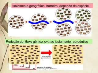 Isolamento geográfico: barreira, depende da espécie 
Redução do fluxo gênico leva ao isolamento reprodutivo 
 