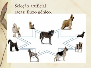 Seleção artificial 
raças: fluxo gênico. 
 