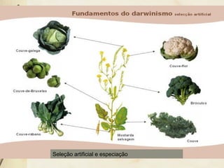 Seleção artificial e especiação 
 
