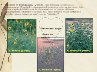 • Speciation by hybridization: Quando Loren Rieseberg e colaboradores 
reconstruiram a filogenia de várias espécies de girassol, perceberam que muitas delas 
haviam surgido de hibridização, fecundação cruzada de espécies diferentes. 
Frequentemente os hibridos sãoestéreis, mas, ocasionalmente podem ser ferteis e 
reprodutivamente isolados de suas” especies “parentais. “! 
NNeessttee ccaassoo,, ssuurrggee 
uummaa nnoovvaa 
eessppéécciiee 
 