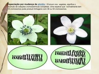 Especiação por mudança de ploidia : IComum nos vegetais, significa o 
acúmulo de coleções cromossômicas completas. Uma espécie que normalmente tem 
18 cromosomos pode produzir linhagens com 36 ou 54 cromosomos. 
 