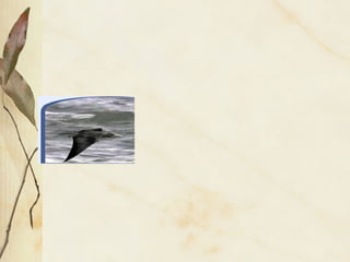 Evoluçao especiaçáo nov 2014