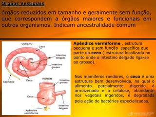 Órgãos Vestigiais

órgãos reduzidos em tamanho e geralmente sem função,
que correspondem a órgãos maiores e funcionais em
outros organismos. Indicam ancestralidade comum


                        Apêndice vermiforme , estrutura
                        pequena e sem função específica que
                        parte do ceco ( estrutura localizada no
                        ponto onde o intestino delgado liga-se
                        ao grosso).


                         Nos mamíferos roedores, o ceco é uma
                         estrutura bem desenvolvida, na qual o
                         alimento   parcialmente    digerido    á
                         armazenado e a celulose, abundante
                         nos vegetais ingeridos, é degradada
                         pela ação de bactérias especializadas.
 