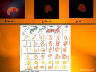 humano   galinha   porco
 