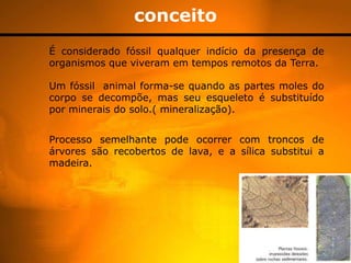 conceito
É considerado fóssil qualquer indício da presença de
organismos que viveram em tempos remotos da Terra.

Um fóssil animal forma-se quando as partes moles do
corpo se decompõe, mas seu esqueleto é substituído
por minerais do solo.( mineralização).


Processo semelhante pode ocorrer com troncos de
árvores são recobertos de lava, e a sílica substitui a
madeira.
 