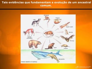 Tais evidências que fundamentam a evolução de um ancestral
                         comum.
 