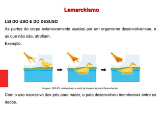 LEI DO USO E DO DESUSO
As partes do corpo extensivamente usadas por um organismo desenvolvem-se, e
as que não são, atrofiam.
Exemplo:
Com o uso excessivo dos pés para nadar, o pato desenvolveu membranas entre os
dedos.
LamarckismoLamarckismo
Imagem: SEE-PE, redesenhado a partir de imagem de Autor Desconhecido.
 