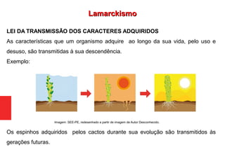 LEI DA TRANSMISSÃO DOS CARACTERES ADQUIRIDOS
As características que um organismo adquire ao longo da sua vida, pelo uso e
desuso, são transmitidas à sua descendência.
Exemplo:
Os espinhos adquiridos pelos cactos durante sua evolução são transmitidos às
gerações futuras.
Imagem: SEE-PE, redesenhado a partir de imagem de Autor Desconhecido.
LamarckismoLamarckismo
 