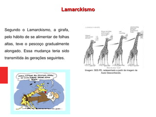 Segundo o Lamarckismo, a girafa,
pelo hábito de se alimentar de folhas
altas, teve o pescoço gradualmente
alongado. Essa mudança teria sido
transmitida às gerações seguintes.
Imagem: SEE-PE, redesenhado a partir de imagem de
Autor Desconhecido.
LamarckismoLamarckismo
 