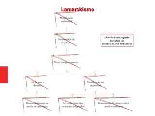 Modificação
ambiental
Necessidade de
adaptação
Novo comportamento
Lei de uso e
desuso
Desenvolvimento ou
atrofia de um órgão
Modificação no
organismo
Lei da herança dos
caracteres adquiridos
Transmissão da característica
aos descendentes
O meio é um agente
indutor de
modificações herdáveis
LamarckismoLamarckismo
 