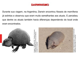 Durante sua viagem, na Argentina, Darwin encontrou fósseis de mamíferos
já extintos e observou que eram muito semelhantes aos atuais. E percebeu
que dentre os atuais também havia diferenças dependendo do local onde
eram encontrados.
DARWINISMODARWINISMO
Imagem:Marianocecowski/CreativeCommons
Attribution-ShareAlike3.0Unported
Imagem:Pavel.Riha.CB/CreativeCommons
Atribuição-PartilhanosTermosdaMesma
Licença3.0Unported
 